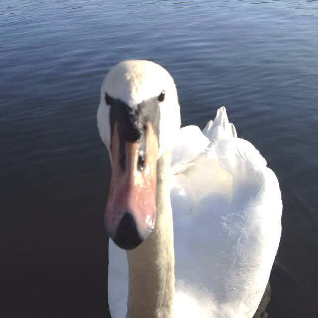 spcssiva's tweet photo. [ READER ], honk honk. https://t.co/DMPMsEUaYV