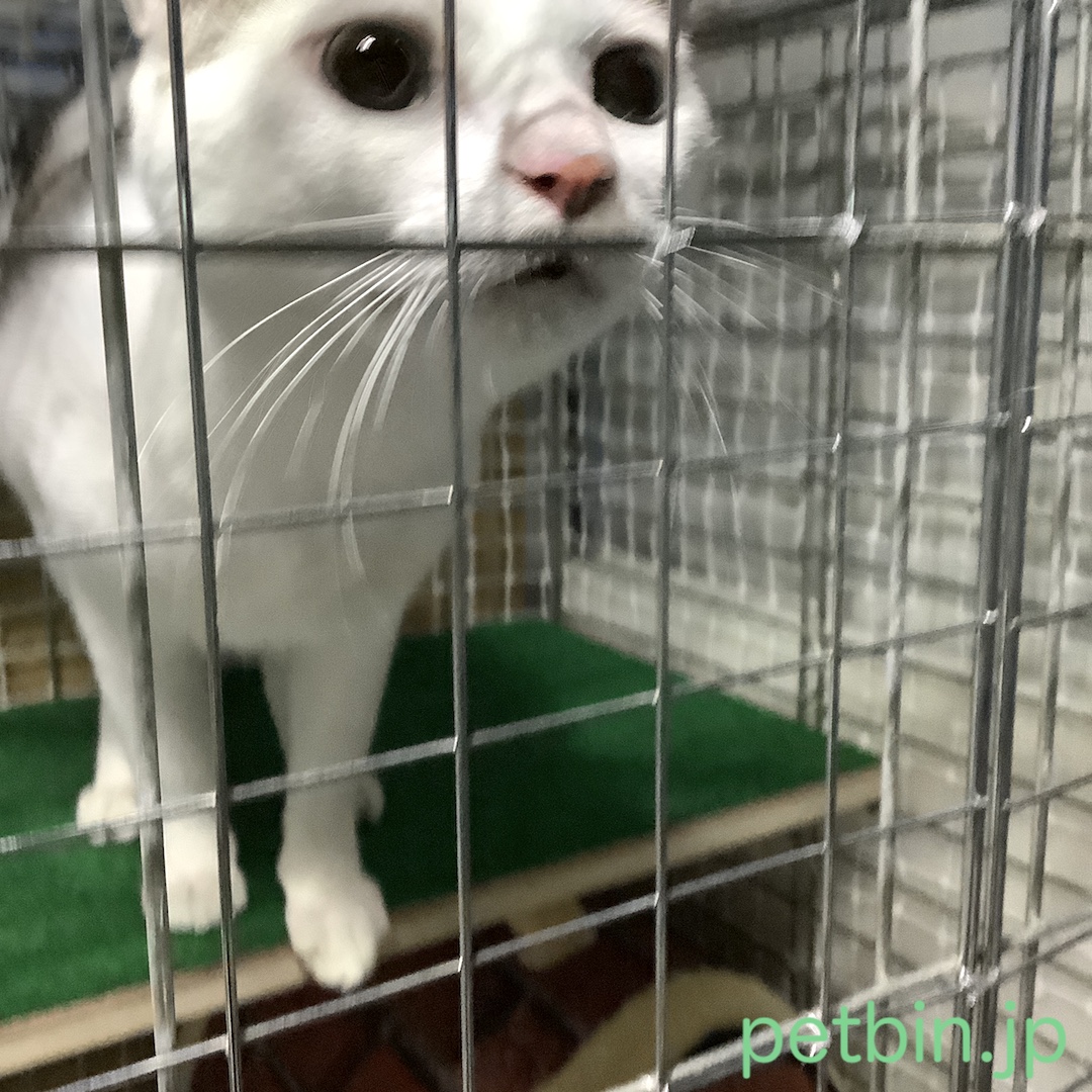 petbin's tweet photo. 九州から岡山へ、猫さんのお引越しが安全無事に完了したびん！すでに興奮している状態でお預かりしたものだから、最初はシャーシャー言って左右フックの連発で大変だったけど、悪天候の中、防音のペット室で落ち着いてきたら、にゃ〜んとか言ってすっかりあまえんぼモードになっちゃったびん！(*^o^*) https://t.co/OyyKe9bWHD