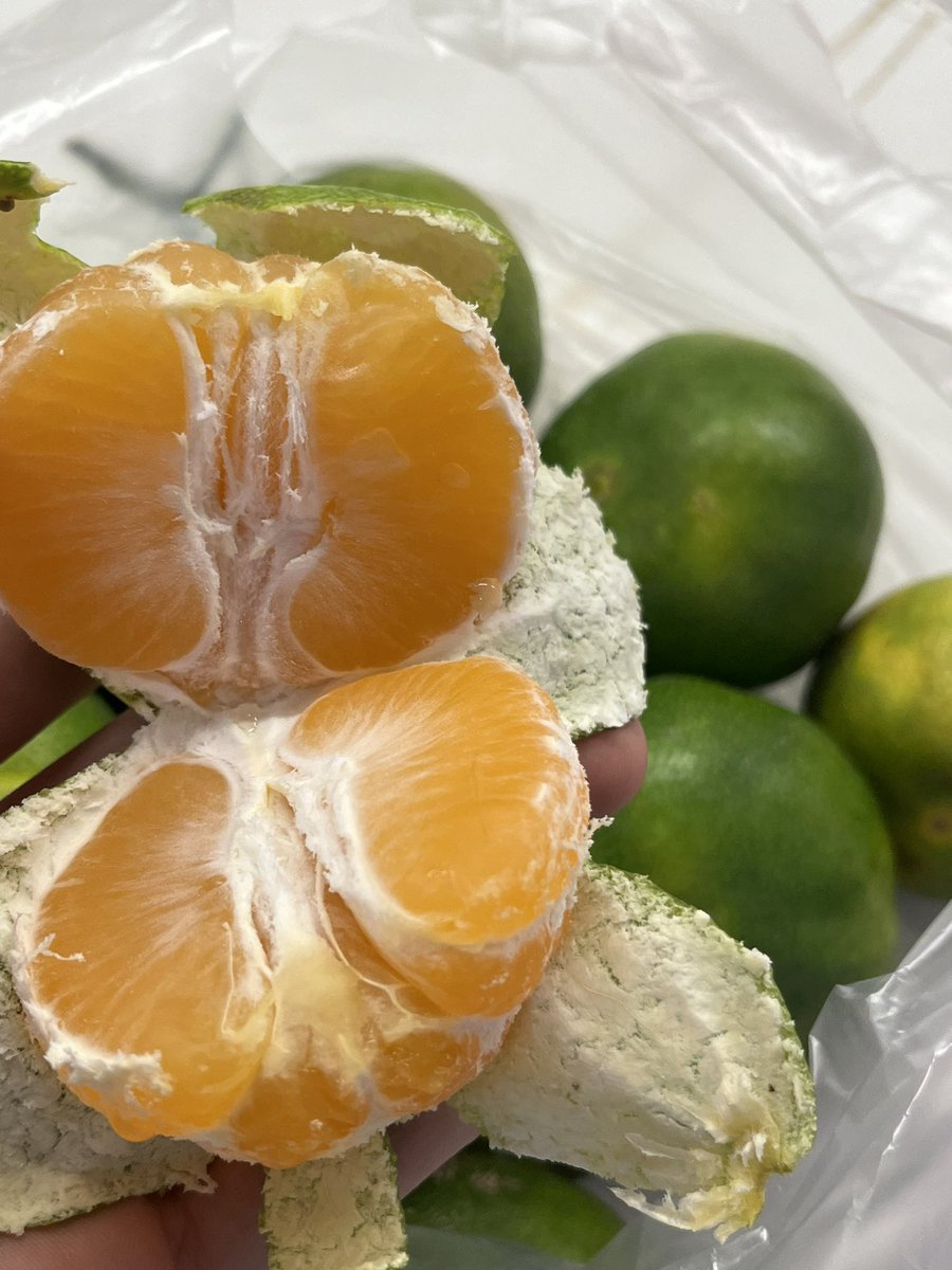thisis_lili's tweet photo. اولین نارنگی بازار سهم من شد🍊🥹 https://t.co/6VSRqjIR8c