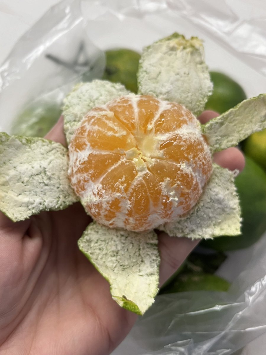 thisis_lili's tweet photo. اولین نارنگی بازار سهم من شد🍊🥹 https://t.co/6VSRqjIR8c