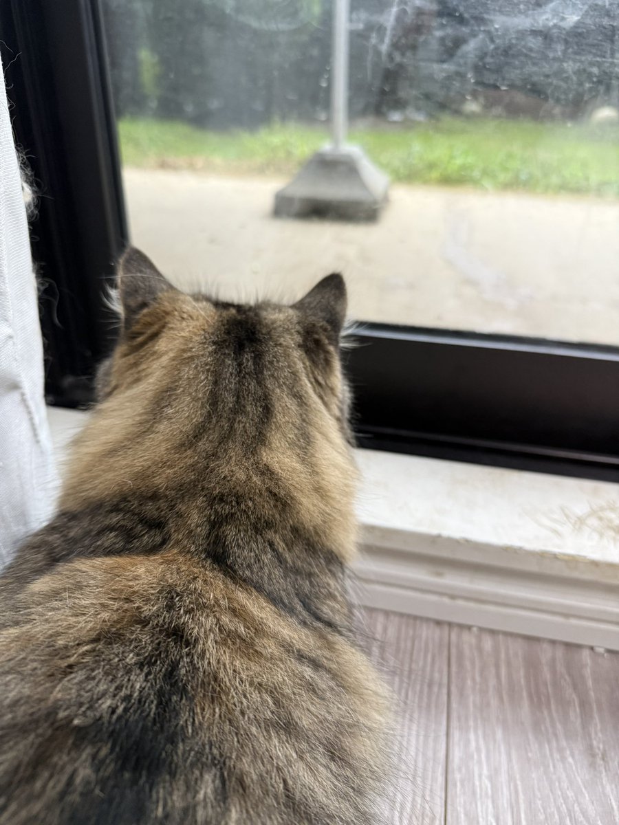 kantenzery's tweet photo. 庭のスズメを狙う狩人猫 https://t.co/hfhpCQbCl9