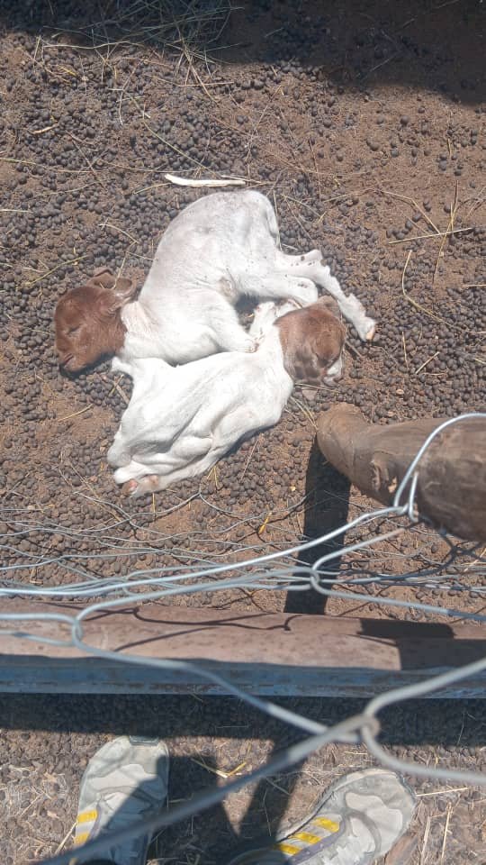 oswaldmoyo3's tweet photo. As a young goat farmer, losing animals is losing an investment. Two months ago, hyenas took a prized doe; today, two promising bucks. Not just kids future breeding masters for my kraal, a village, perhaps a nation. We grieve, learn, and move. https://t.co/zXo8tKYd7w