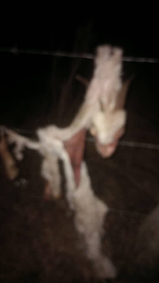 oswaldmoyo3's tweet photo. As a young goat farmer, losing animals is losing an investment. Two months ago, hyenas took a prized doe; today, two promising bucks. Not just kids future breeding masters for my kraal, a village, perhaps a nation. We grieve, learn, and move. https://t.co/zXo8tKYd7w