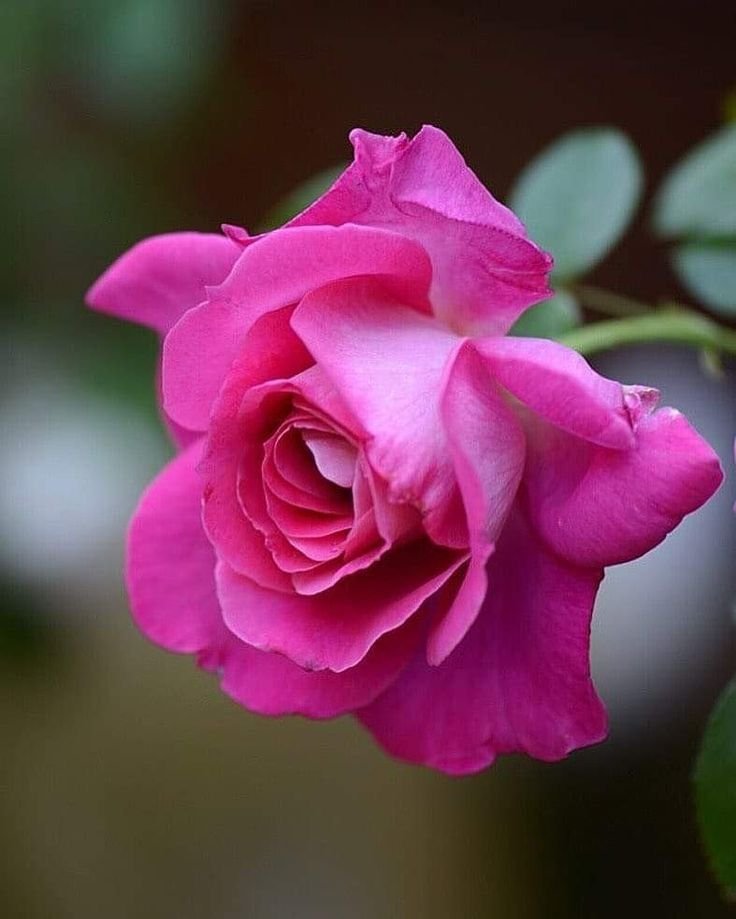 RosePetalspm95's tweet photo. https://t.co/tkk5cbo8j5
