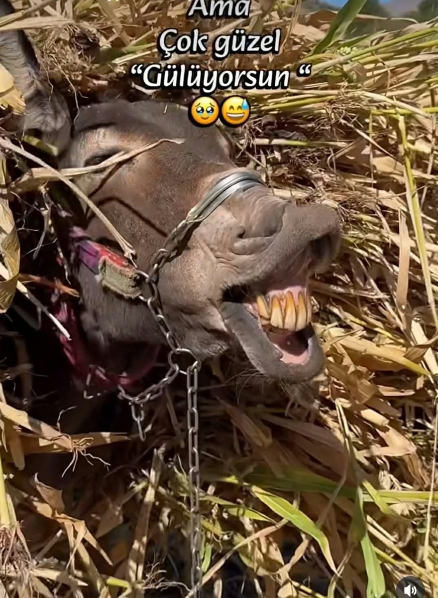 HaLiS__07's tweet photo. Aşk a dair bir örnek 
Kimin Aşkı ağır basarsa diğerinin gtü kalkar   😁

Gününüz güzel geçsin güzel insanlar  ,😁😁 https://t.co/WnWJEZI4ZQ