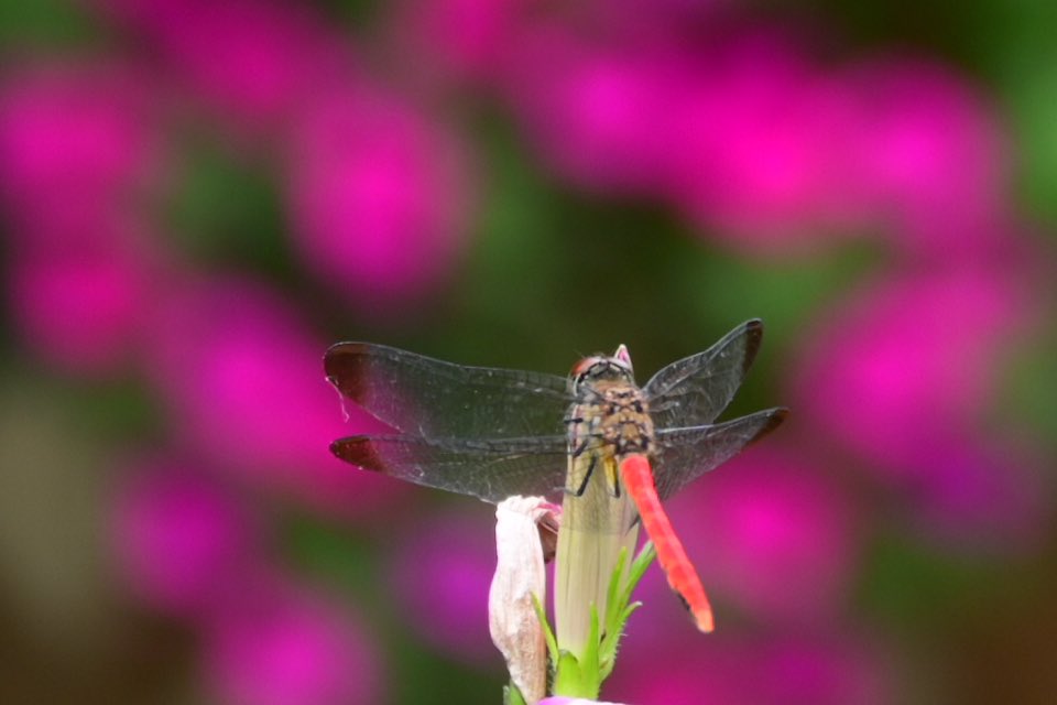waka09431323's tweet photo. 涼しくなってきましたね

薔薇の蕾みが増えてきました

赤とんぼ発見

#ガーデニング https://t.co/P9sBElFyAR