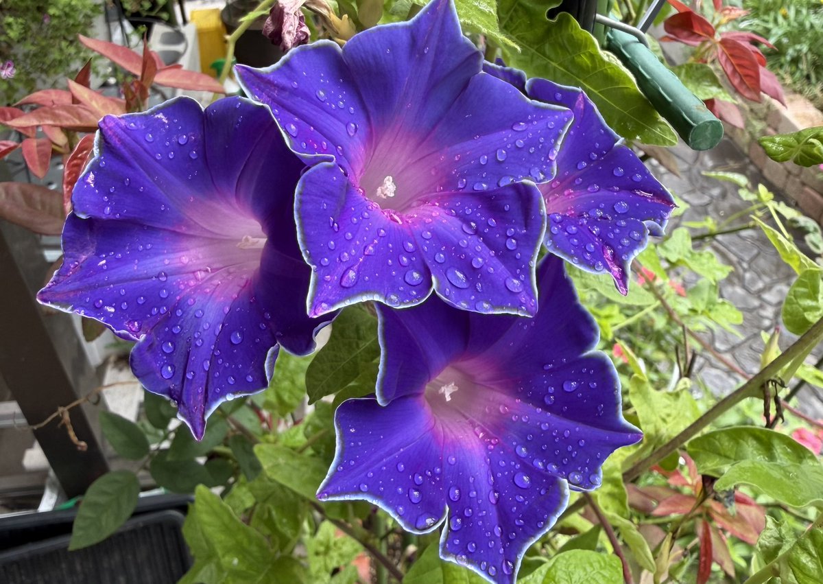 waka09431323's tweet photo. 涼しくなってきましたね

薔薇の蕾みが増えてきました

赤とんぼ発見

#ガーデニング https://t.co/P9sBElFyAR