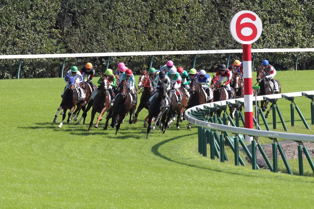Zerokeiva's tweet photo. 中央競馬パドック診断
#中山競馬 #競馬 #パドック
中山競馬12R

◎軸候補
◯連対候補
▲馬券内候補
--見送り

◯1   グランプレジール
--2   サツキレジーナ
--3   ショーモッシュ
--4   バム
◎5   ミルトハーバー
▲6   エバーラスト
▲7   テリオスルル
--8   スプリングデイ
--9   ラプランセス
--10  ランスロット
◯11   ビッグフラワー
▲12  カシオペア
--13  フロウアンドライム
▲14  ラブリーガール
--15  ハッピーサプライズ
◎16  ファインサマーデイ