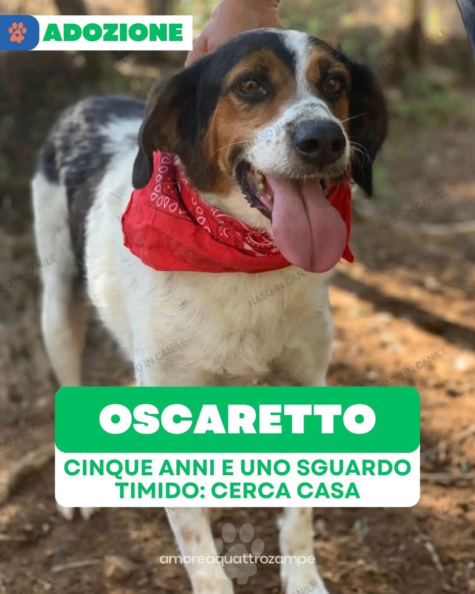 Amore4Zampe's tweet photo. Oscaretto è chippato, vaccinato e sterilizzato. Per lui si cercano adottanti in tutto il Centro-Nord, con iter di pre e post affido.
Per informazioni è possibile contattare l'associazione NaSo in Canile ODV al 334 3060893. https://t.co/MTxjGzCL75