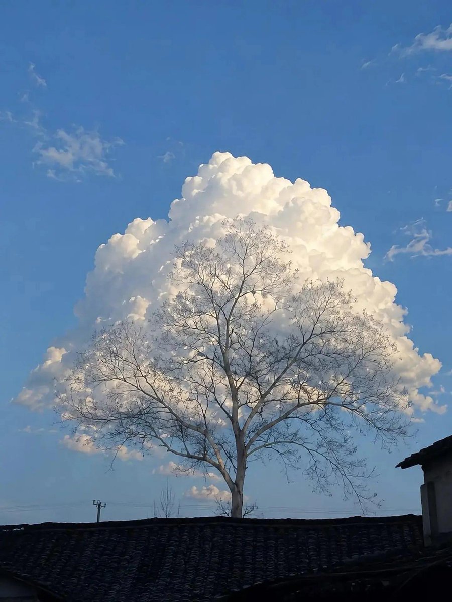 blusewillis2's tweet photo. Nuvola perfettamente formata e allineata con un albero https://t.co/lMqEI9Ayyg