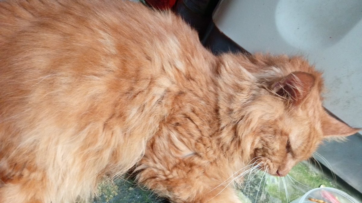 iluvrchel's tweet photo. #OPENDONASI
guys kucingku keracunan karena gabisa kencing pas mau berobat dia minta 1.4 jt itu pun aku gapunya duitnya.....aku berharap ada yg bisa bantu aku buat ngobatin kucing ini...domisili batam 
#kucing #batam https://t.co/X5BDa8f8Kk