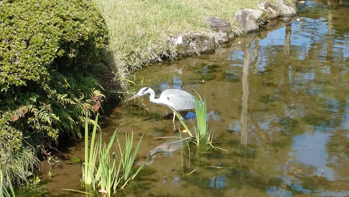 gbornjpn's tweet photo. 今日は兼六園。
人がいっぱいで大変だったけど、天気も良くて絵になるキレイな庭園でした。 https://t.co/02mXhKPqN8