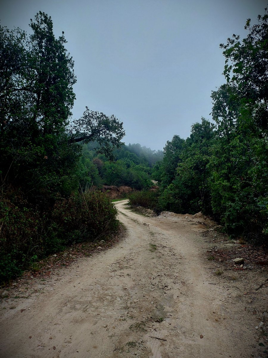 Its_NatureLover's tweet photo. Perfect weather for a casual hike, or the opening scene of a mild thriller movie. Could go either way today honestly.
#DirtTrail #ForestPath https://t.co/9YGTYZKl7E