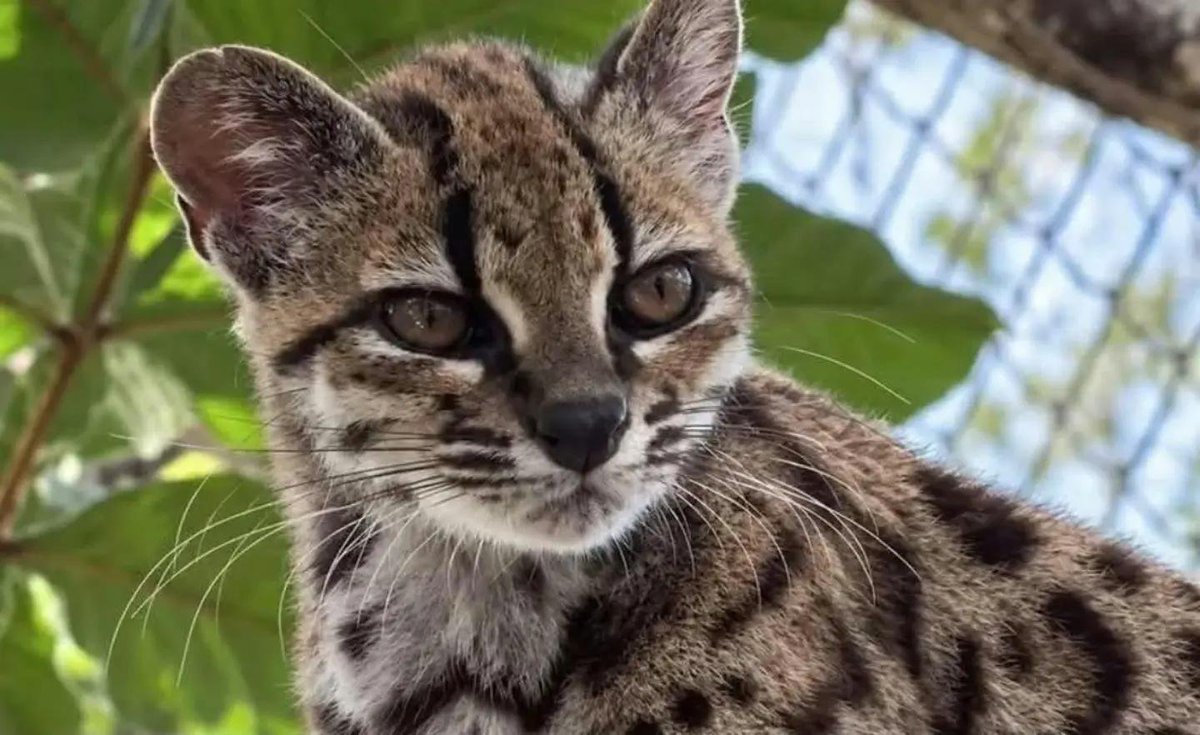 catshealworldd's tweet photo. I think we're all in agreement that this is the face of a kitty that wanted nothing to do with being discovered. https://t.co/5es4k9Zo58
