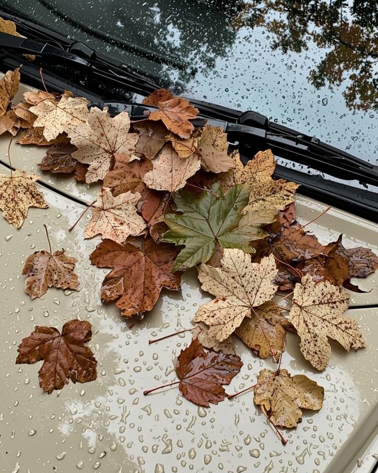 talya9646171863's tweet photo. 2 days until autumn 🍁☕🌧️ https://t.co/9XCQgpKNS1