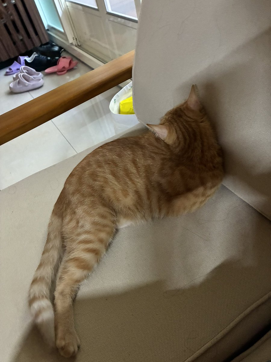RuJingMa's tweet photo. 大雞腿 https://t.co/87EHOJVCLc