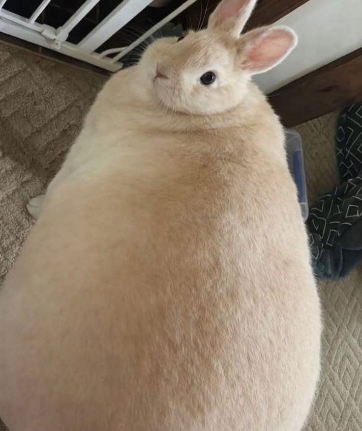 animalpopular9's tweet photo. Do you think I am fat...? https://t.co/T3EDbd7bLz