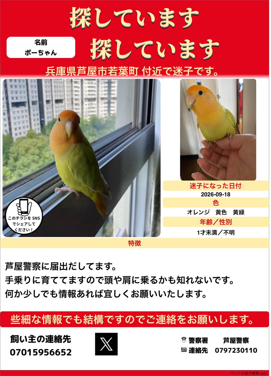 samumides's tweet photo. #拡散希望

居なくなってから３日目です。

引き継ぎ捜索してますが、もし誰かが保護してくれていて、警察に届けていない場合もあるかなと視野に入れ始めました。

ポスティング強化してます😭

探してるのでもし似た子を見かけたら教えて欲しいです😭 https://t.co/Njgi9EOswc