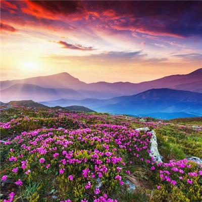 Abba54Nancy's tweet photo. �� 🌞 🧳 🚀 Took a solo hike up the nearby trail, leaves crunching underfoot, birds chirping overhead   reached the summit just in time for a breathtaking view of the valley, feeling small yet connected to it all in the best way. https://t.co/EdgzcZjJ0c