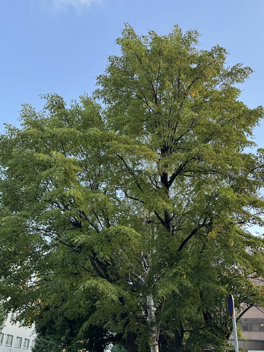 FA_LOVEppears's tweet photo. この時期の札幌は16時を過ぎるともう秋本番の空気🍂 https://t.co/khYboYDpFE