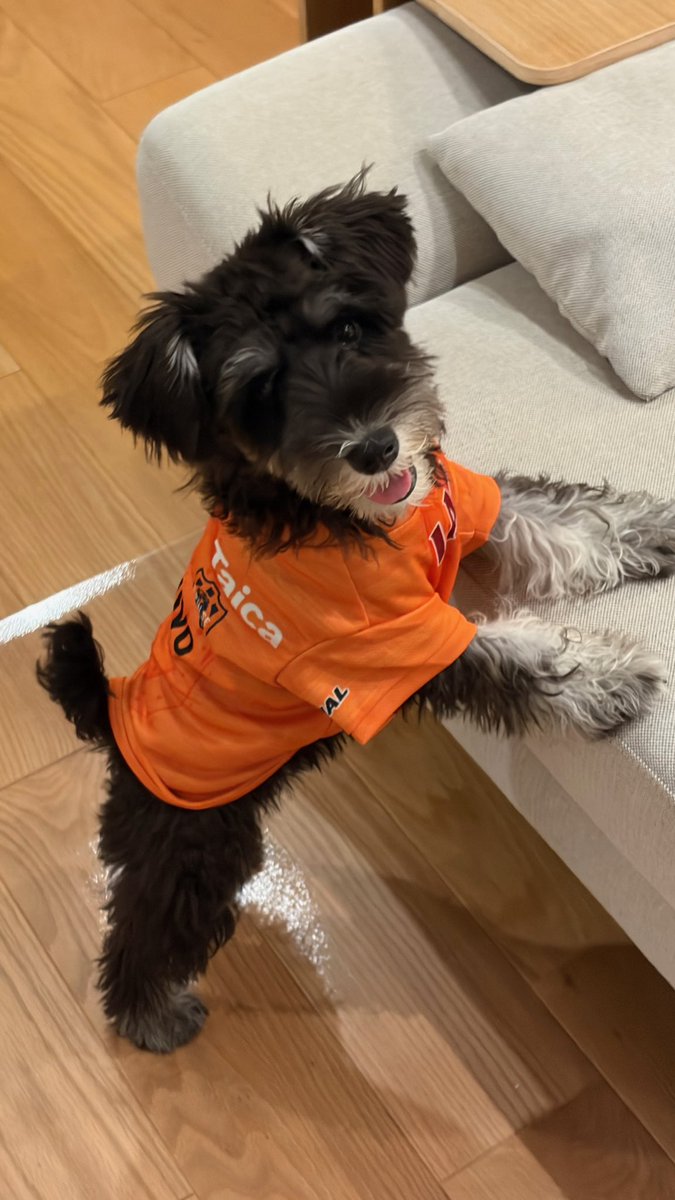 isk818's tweet photo. 今シーズンユニ、かわいい🧡🐶
#勝ちパル #spulsegoods https://t.co/Y7cP2lcsHG
