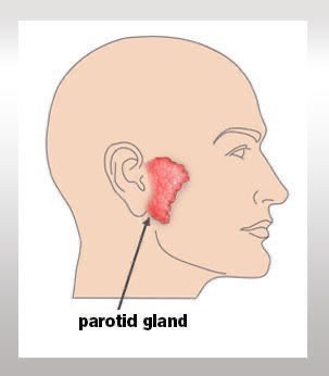 abdulhamid_199's tweet photo. سوال 
دائما يتكرر في البورد الامريكي  
والاغلب راح يجاوبه خطأ 

ايش ال Nerve 
اللي يخلي ال parotid gland تفرز اللعاب ؟ https://t.co/Wrm86w5lPw