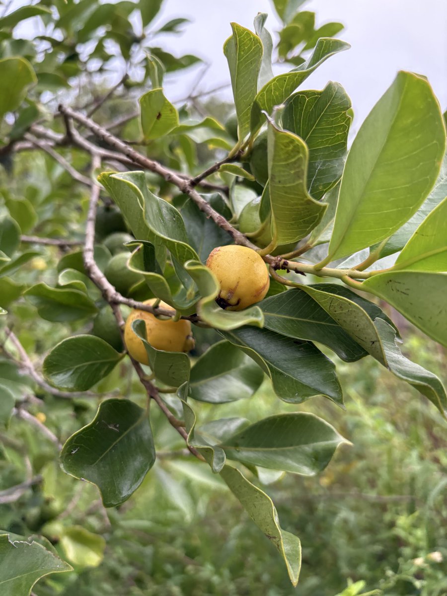 mi_pamon's tweet photo. 台風前に使えるものは！食べれる物は収穫しとかなきゃ🌿 https://t.co/xnWOGiXQsQ