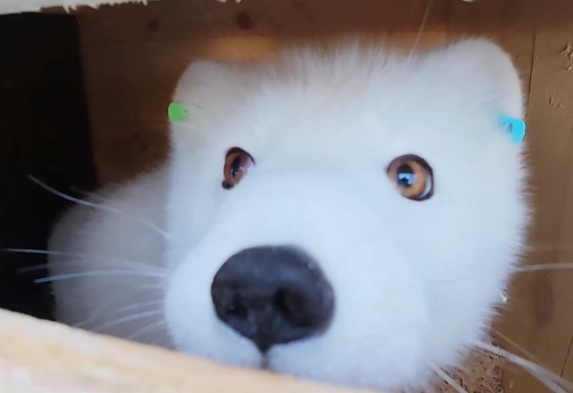 DailyArcticFox's tweet photo. ❄️🦊 https://t.co/ycXs66Vmrr
