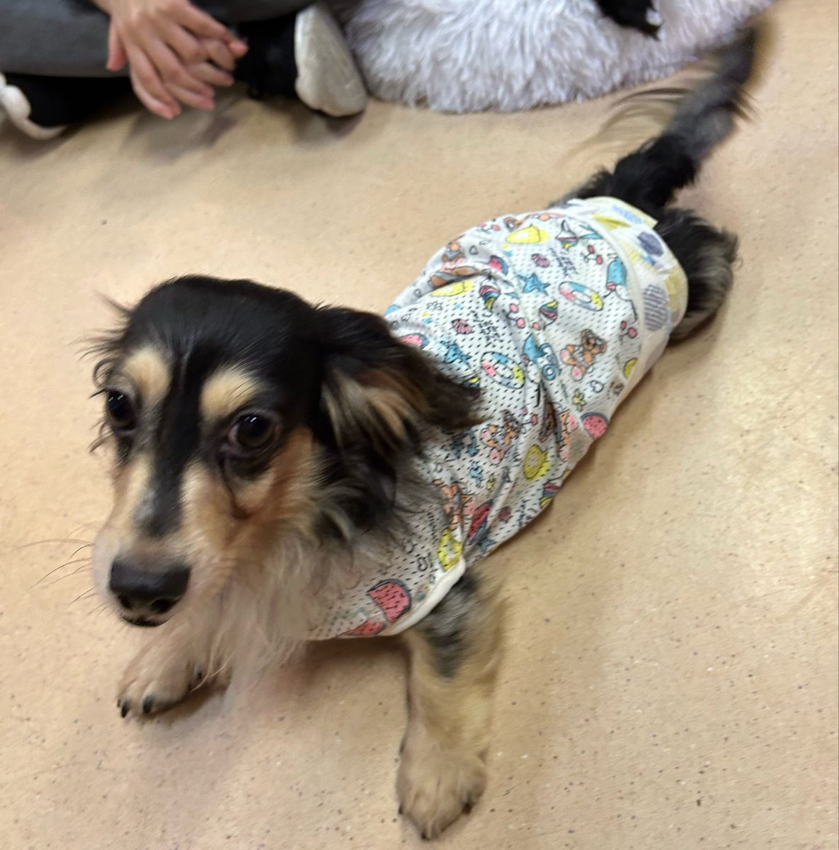 hogokencafeten1's tweet photo. モモノキ🐶
3歳/男の子/3kg

初めは少し緊張しちゃうタイプ🙈物陰からそっと様子を伺うけれど、毎日声をかけて下から優しく撫でてあげると…驚くほどベタベタの甘えん坊に変身します😍💖
一度心を開いたら慣れるのは一瞬！遠くからでも尻尾をブンブン振って「撫でて〜！」と駆け寄ってきてくれます🐾 https://t.co/nck96gcQGH
