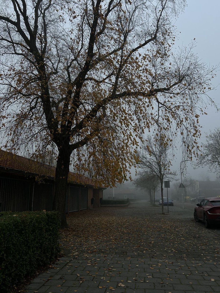 gloomyvisuaIs's tweet photo. misty autumn 🍂 https://t.co/dkFgZ6LkgA