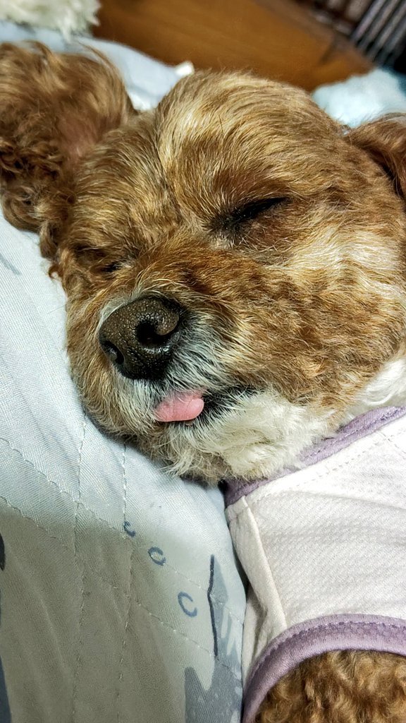 tokiya_EfP's tweet photo. 犬の寝顔もなんぼあってもいいですよね！ https://t.co/myOZNbgK6z