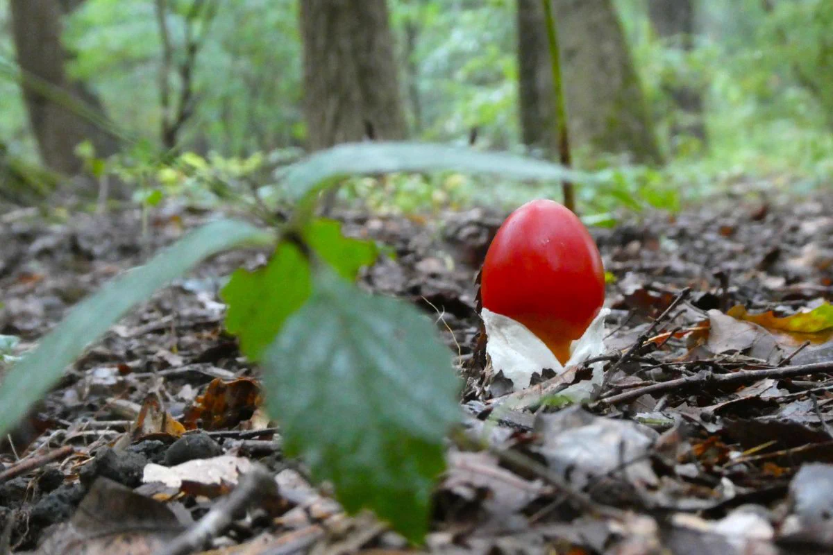 赤城自然園 on X: "雨の森は、なんだか神秘的です #赤城自然園 #シュウメイギク #タマゴタケ #お出かけスポット #観光スポット ...