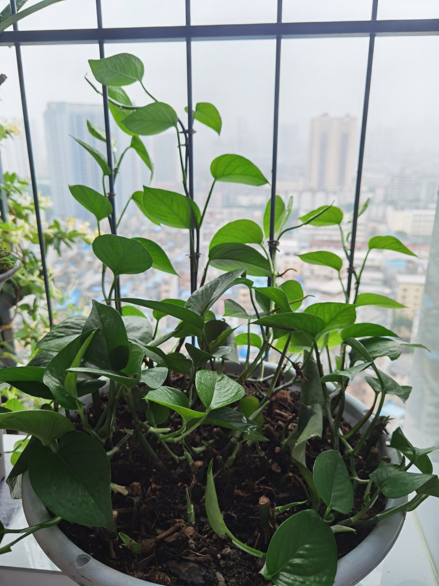 aells382557's tweet photo. Looking after your pothos Keep its soil slightly moist (not soggy!) in bright indirect light – it’ll grow lush u0026 happy in no time! https://t.co/fpx75JeOjh