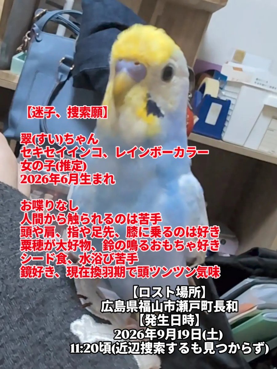 parakeet1211's tweet photo. 迷子、捜索願

セキセイインコ
レインボーカラー
推定女の子

手乗りですが、顔を触られるのは嫌がります
頭や肩にはよく乗ります、呼んだら来ます
お喋りはしません
シード食、水浴び苦手

2026年9月19日(土)11:00頃
福山市瀬戸町にてロスト https://t.co/Q5HApTisIr