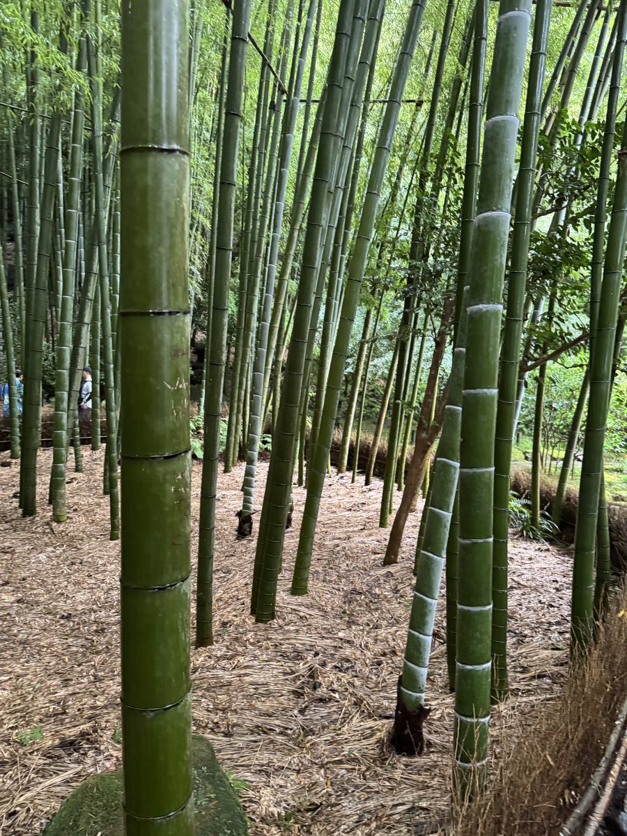 J_Coin_C's tweet photo. IN 報国寺📍 https://t.co/llFpotxwHz
