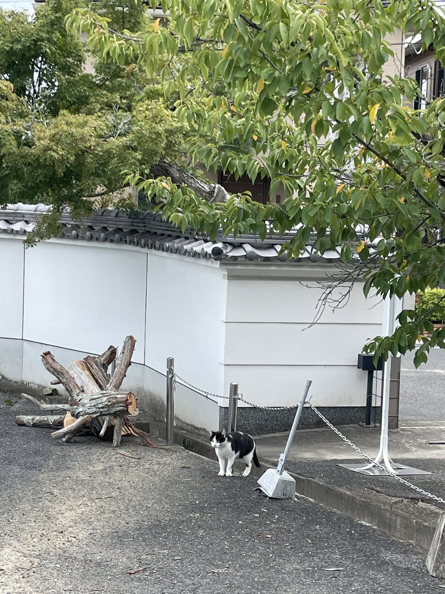 neoyocch's tweet photo. お寺へ墓参りに行ったら、いました🐈‍⬛

#猫好き https://t.co/VZjHAbBK2L