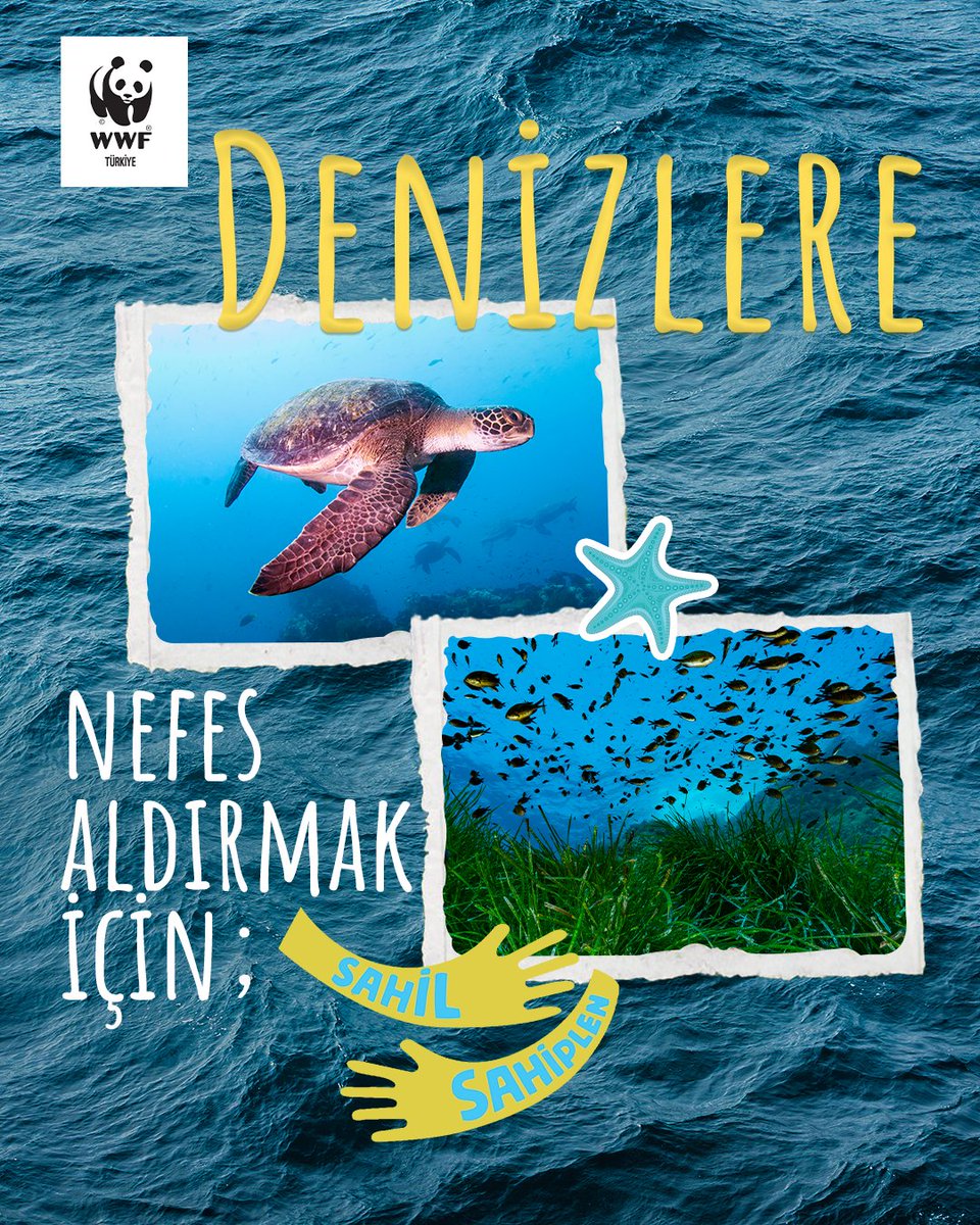 WWF_TURKIYE's tweet photo. 🫧🏝️ #DünyaTemizlikGünü'nde bir sahil sahiplen, değişimin parçası ol!

🌊 Kıyıda gördüğümüz her plastik atık, aslında daha büyük bir sorunun yalnızca görünen kısmı.  

Denizlerdeki plastik kirliliğinin yaklaşık %80’i karasal kaynaklardan geliyor. Plastik atıklar parçalandıkça 5 mm’den küçük mikroplastiklere dönüşüyor; toprağa, suya, havaya ve gıdaya kadar ulaşabiliyor. Bu plastik parçaları; toprağımızı, havamızı, gıdamızı ve suyumuzu kirleterek hem ekosistemi hem de sağlığımızı sessizce tehdit ediyor.

🤝  #SahilSahiplen Programı kapsamında bugüne dek 820 gönüllü, 52 sahili sahiplenerek bu çalışmaya katkı sundu.

Türkiye’nin 8 bin kilometreyi aşkın kıyı şeridinde sahilleri izleyerek plastik kirliliğine dair veriler üretiyoruz. Gönüllülerle birlikte yürüttüğümüz vatandaş bilimi çalışmalarıyla kıyılarımızdaki plastik kirliliğini görüyor, ölçüyor ve bu sayede koruyoruz

Çünkü plastik kirliliğini azaltmanın yolu yalnızca oluşan atığı yönetmekten değil, en başta daha az atık üretmekten geçiyor.

Sen de Dünya Temizlik Günü'nde bir sahil sahiplen.

Atığı sayarak sorunun kaynağını anlamamız için destek ol!

🔗 Sahil Sahiplen hakkında detaylı bilgi için bağlantıyı ziyaret edin: https://t.co/z0f0ycaJUi
