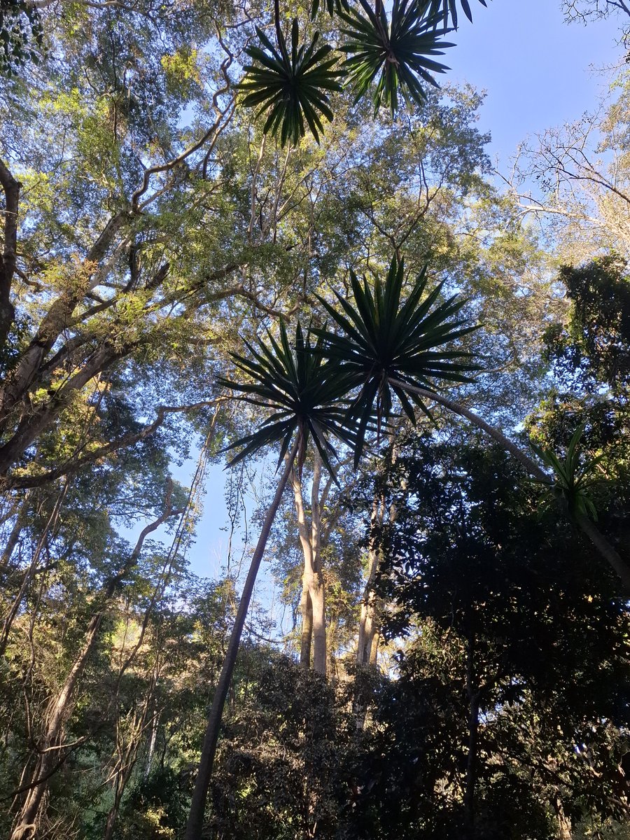 EUAmbKenya's tweet photo. Msitu wa Karura jijini Nairobi 🇰🇪

Great place. Wonderful hike

Furahia Sunday https://t.co/Ar1av0LBAv
