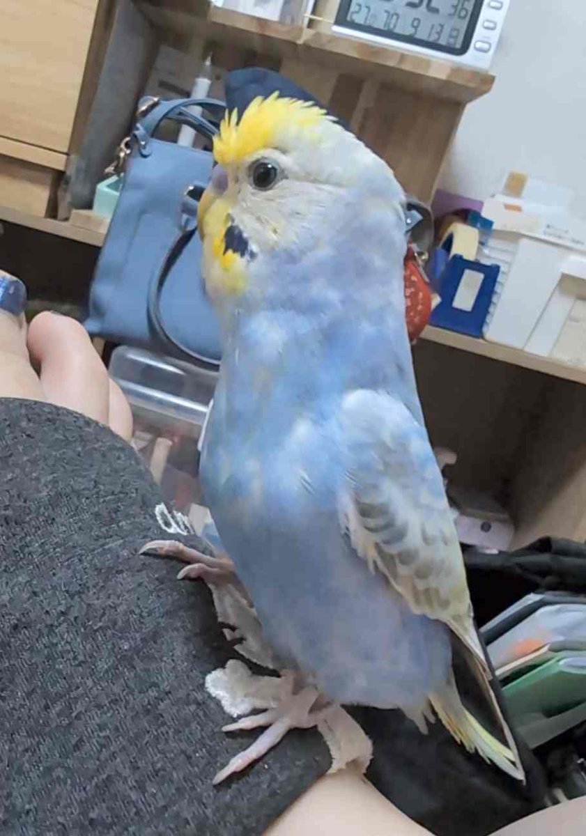 parakeet1211's tweet photo. 迷子、捜索願

セキセイインコ
レインボーカラー
推定女の子

手乗りですが、顔を触られるのは嫌がります
頭や肩にはよく乗ります、呼んだら来ます
お喋りはしません
シード食、水浴び苦手

2026年9月19日(土)11:00頃
福山市瀬戸町にてロスト https://t.co/Q5HApTisIr