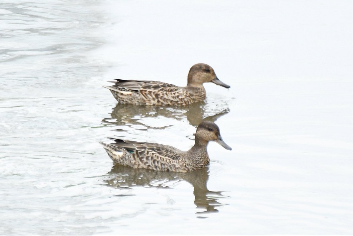 camerabegin's tweet photo. コガモ先遣隊
#コガモ #野鳥 #野鳥観察 #birds #common #teal https://t.co/aylxYWNzJA
