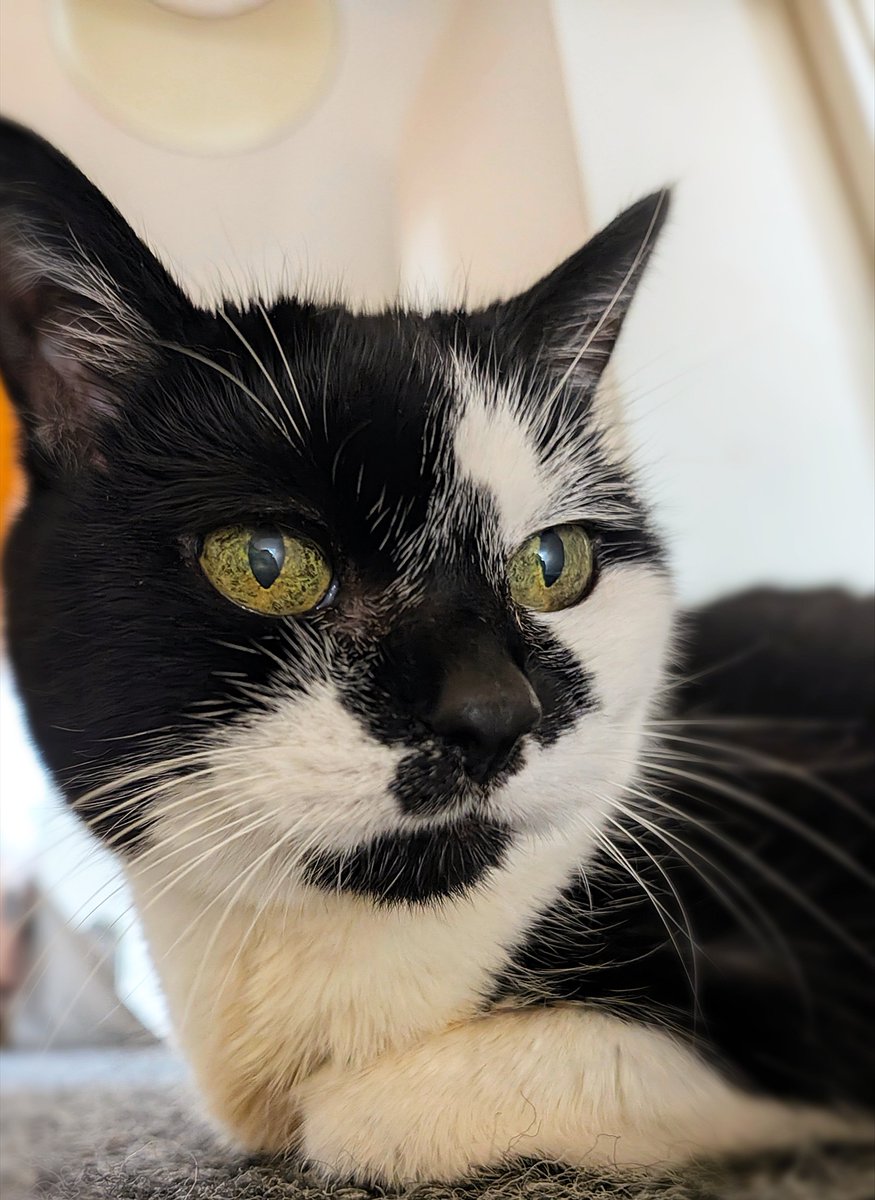 LadyLiquorice15's tweet photo. A Sunday stunner.😻 
Have a great day everyone- love and purrs from Liquorice. #cats #CatsOfX https://t.co/T7FBaOFUOX