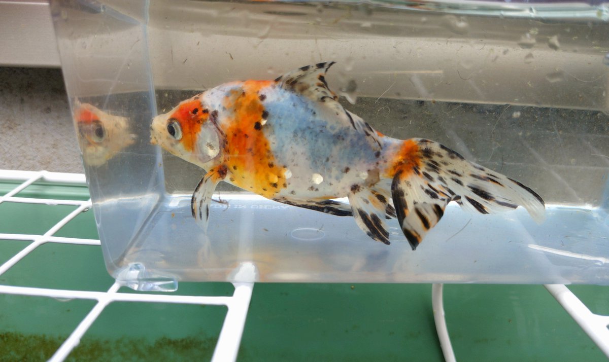 yueusage's tweet photo. 長物金魚、上から見るか？横から見るか？ https://t.co/QH6zuOeJPU