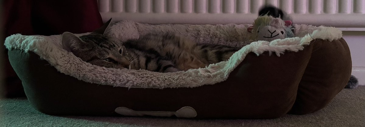 TheVicarageMeow's tweet photo. Good morning everypaw!

Here today to remind you how precious you are and how much you are all loved.

Just me and my llama!

#CatsOfX #cats #catsonx #catsoftwitter #CatsOnTwitter #CatsAreFamily https://t.co/bYRS1evts6