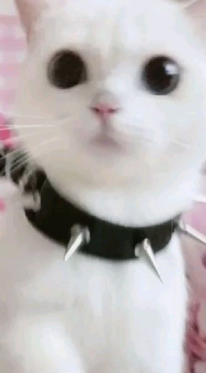 cirrusllover's tweet photo. 🐾 ଓ°`🍃*+:•*∴ https://t.co/qLyxN6D14t