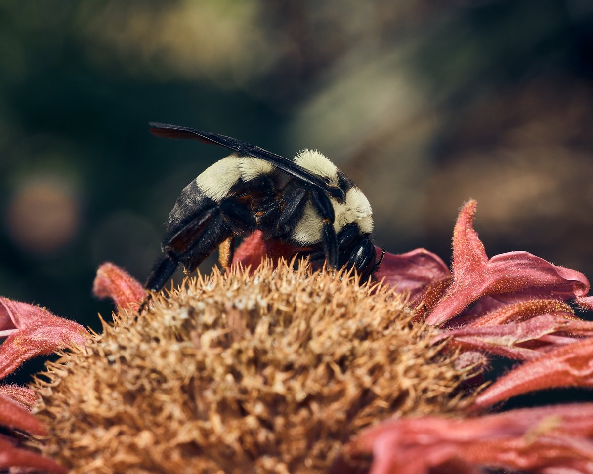 lowbassphotog's tweet photo. Heavy pollen day #blackandgoldbumblebee #bombusauricomus #bee #bees #bumblebee #bumblebees #insect #insects #macro #closeup #wildlifephotography #animalphotography #naturephotography #photography #appicoftheweek #canonfavpic #captureone https://t.co/52YGuZ95OB
