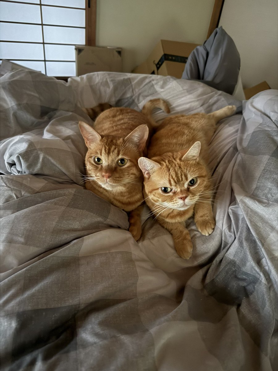 maruru_diary's tweet photo. 今朝ねこがかわいかったからもう帰りたい https://t.co/RZGRIYubh9