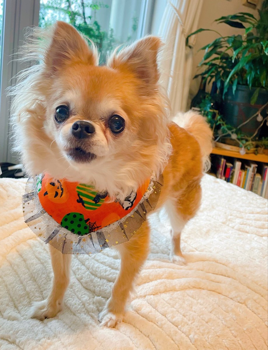 molpia's tweet photo. ハロウィン準備万端🎃

#チワワ
#Chihuahua
#ユザワヤハロウィンパーティー https://t.co/EIEC1lg6xM