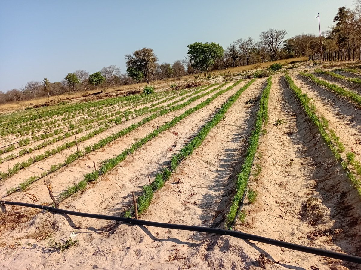 blavejr's tweet photo. FarmLu, Okongo, Namibia. September 2026. https://t.co/7cy4vQdULb