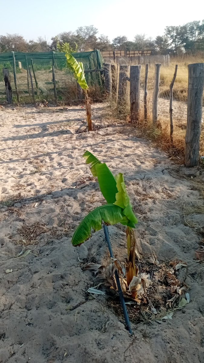 blavejr's tweet photo. FarmLu, Okongo, Namibia. September 2026. https://t.co/7cy4vQdULb