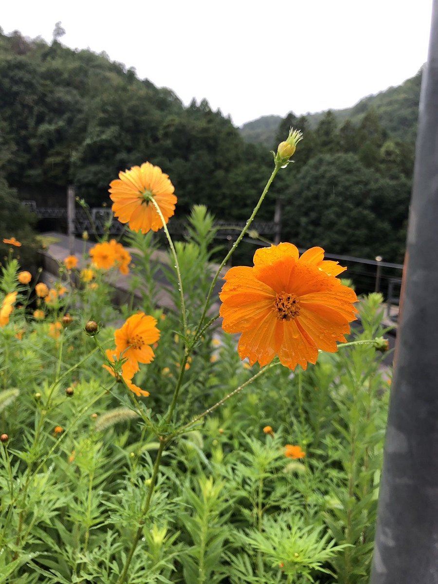 YuSaToYu tweet picture
